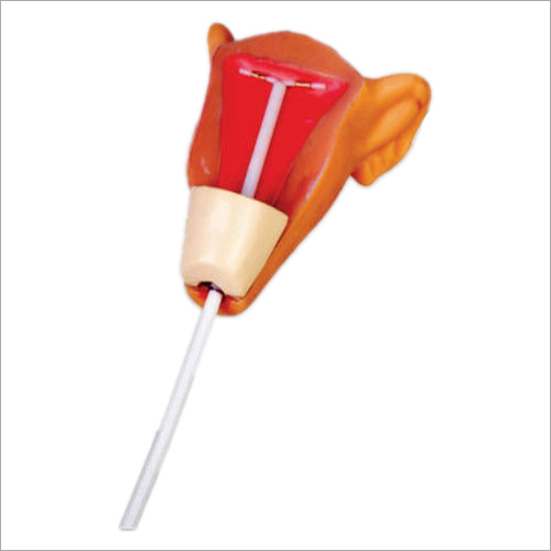 Iud Training Simulator Models - Assembly: No
