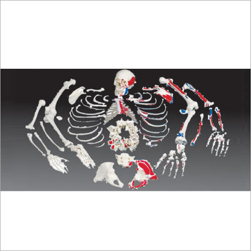 Disarticulated Human Skeleton Bone Models Set And Disassembled Skeleto - Material: Pvc