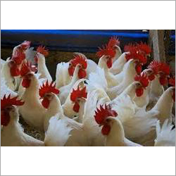 Nutrimin -7 (मल्टी मिनरल एमिनो एसिड चेलेट फॉर्म्युलेशन)