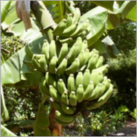 Banana Farming