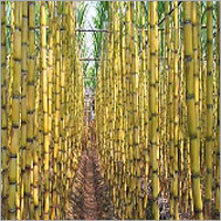 Sugarcane Farming