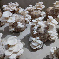 कॉमन फ्रेश मशरूम