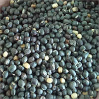 कॉमन ब्लैक ग्राम