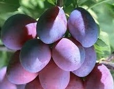 Red Dark Plum Extract 50:1