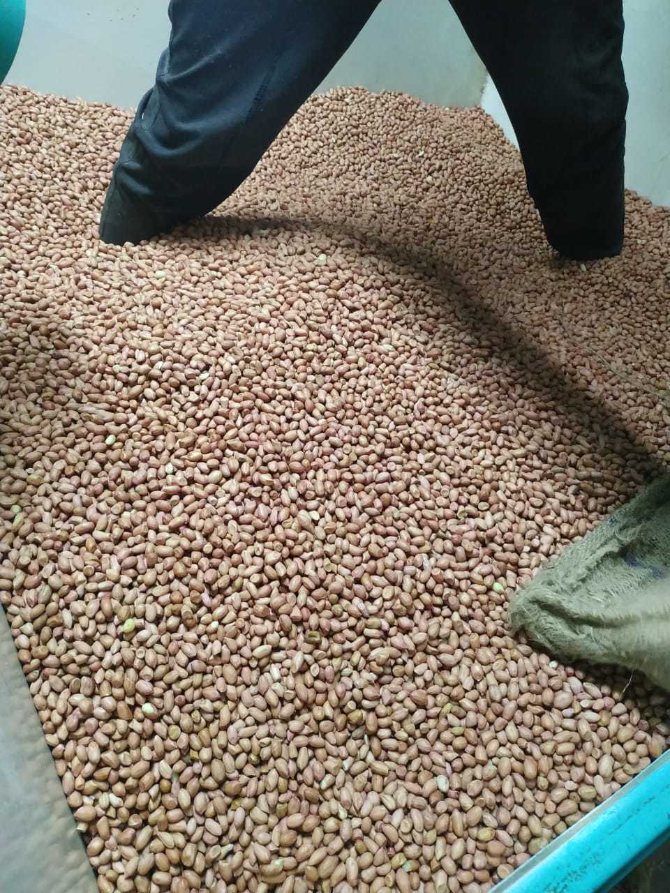 Peanut Bold 40/50