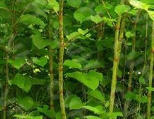 Polygonum cuspidatum extract
