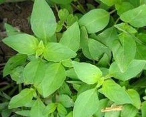 Huperzia Serrate P. E.