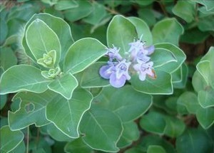 Green Fructus Viticis Extract