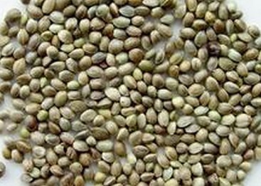 marihuana Extract