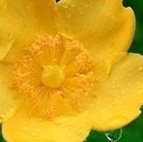 Yellow St Johns Wort Extract