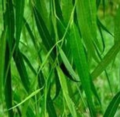 White Willow Bark Extract (Salix babylonicaL P.E.)