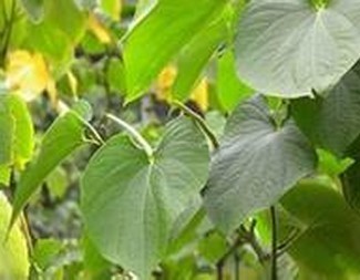 kava kava extract