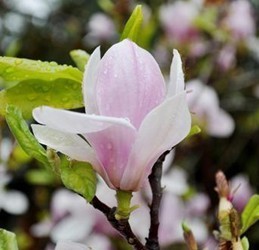 White Magnolia Essential Oil