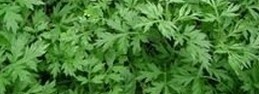 Folium artemisiae argyi essential oil