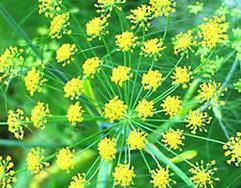 Fennel essential oil