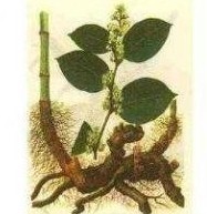Green Resveratrol 98%