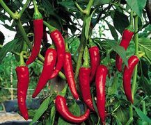CH-19 Red Sweet Pepper Extract (Capsiate)