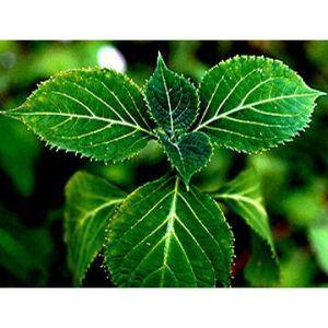 Centella asiatica L