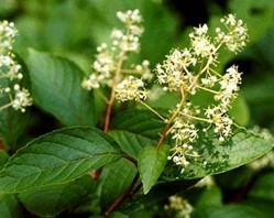 Triptolide(Tripterygium wilfordii hook)