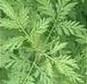 Green Mugwort Leaf Extract