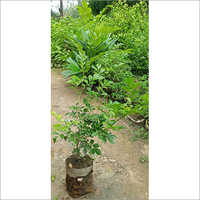 Green Madhumalti Plant at Best Price in Jyotiba Phule Nagar, Uttar