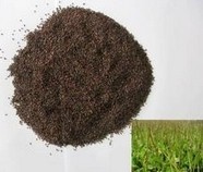Black Semen Plantaginis Extract