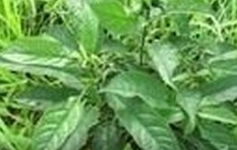 Green Folium Isatidis Extract