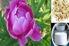 Tree peony Bark extract