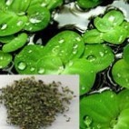 Common Duckweed Extract