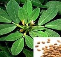 Brown Fenugreek Seed Extract
