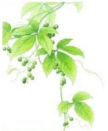 Gynostemma Pentaphyllum Extract