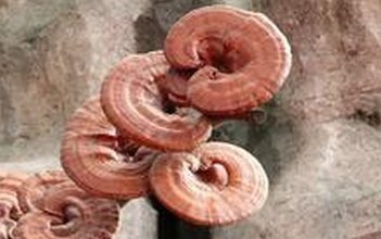 Lucid Ganoderma Extract