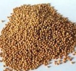 White Mustard Seed - 10:1 / 20:1 Extract Ratio | Yellowish Fine Powder, Rich in Sinalbin, 25Kg Cardboard Package