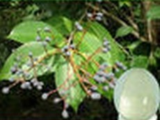 Ligustruml Extract