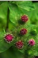 Burdock Seed Extract - 10% 20% 40% | Red Color, Anti-Tumor and Antibacterial Properties, Promotes Bowel Movements, Supports Blood Glucose Control