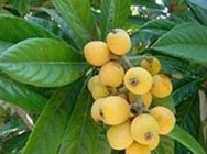 Yellow Loquat Leaf Extract
