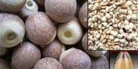 Gorgon fruit Extract