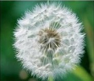 White Dandelion Extract