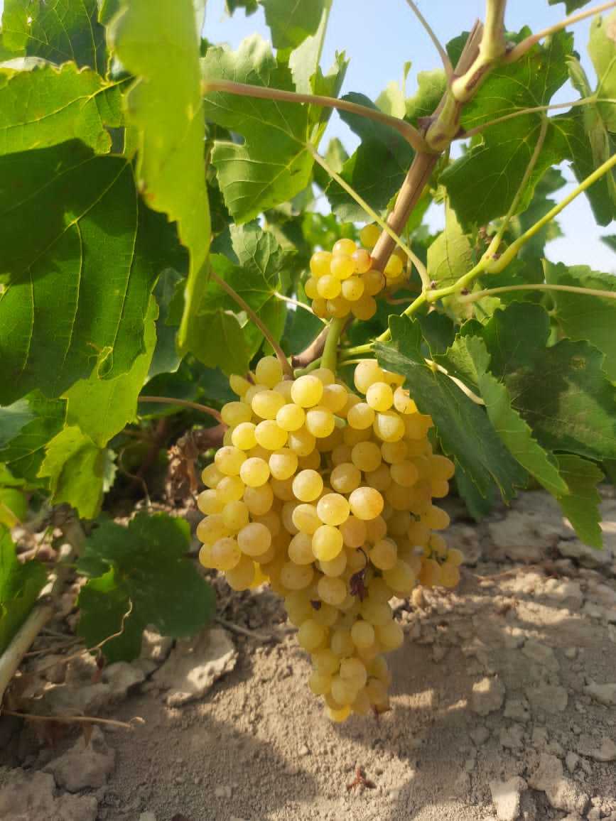 Raisins Golden Grade: Grade Aaa