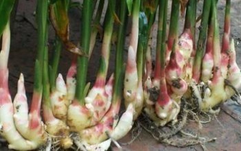 Fruit Fresh Ginger Extract