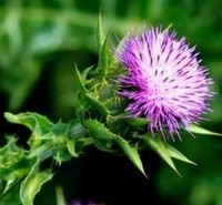 Silymarin ( Milk Thistle Extract)