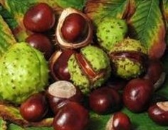 Horse Chestnut Extract - 20% Aescin, 98% Aescigenin | Brown Fine Powder, Anti-inflammatory, Antioxidant, Venotonic, Supports Venous Health