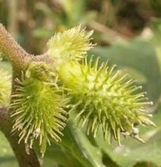 Green Siberian Cocklebur Fruit Extract
