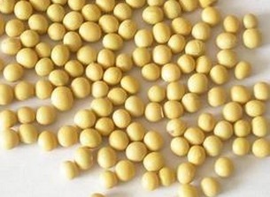 Soybean P.E.