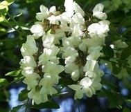 White Sophora Japonica Flowder Extract
