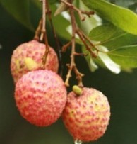 White Litchi Shell Extract