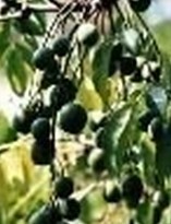 Toosendan Fruit Extract - 10:1 Concentration, Green Color | Distressing Chest and Abdominal Pain, 25 kg Packaging