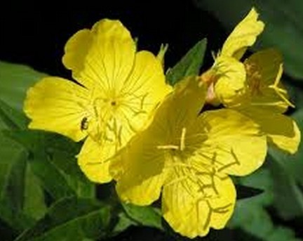 Evening Primrose Oil - Light Yellow Clear Oily Liquid | Alleviates PMS Symptoms, Improves Blood Circulation, Supports Skin Health, Regulates Hormones, Reduces Inflammation, Lowers Cholesterol Levels, Enhances Female Hormone Growth