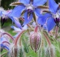 Blue Borage Oil