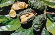 Brown Colanut Extract